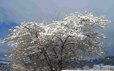 Mutter Natur, die weise Ratgeberin