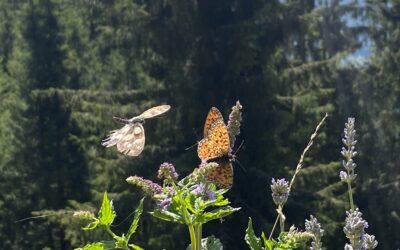 Von der Kopf- in die Herzintelligenz