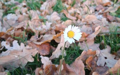 Mutter Natur, die weise Ratgeberin